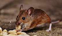 24 Hour & Emergency Exterminators in Canyon Creek, ID